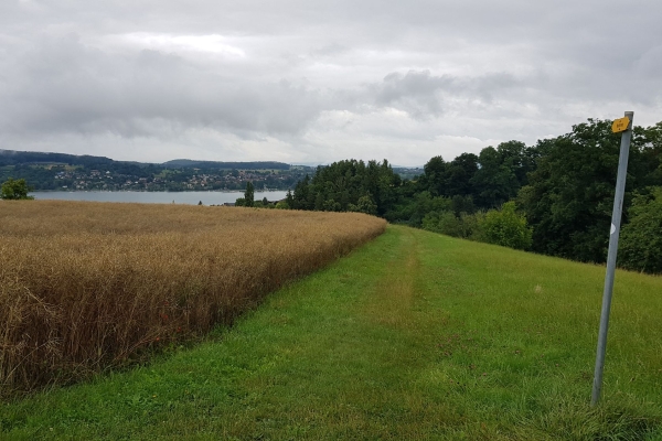 Durch den Steckborner Ruhewald