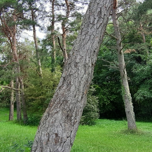 Hegau4