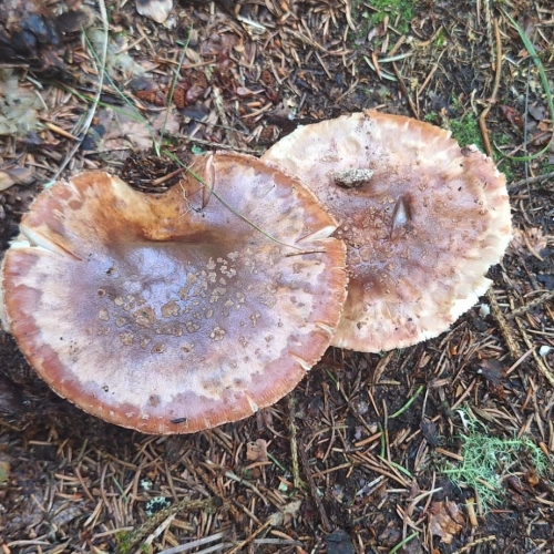 St