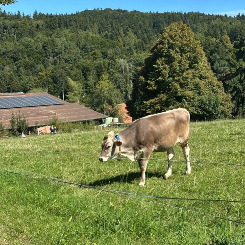 Schauenberg3