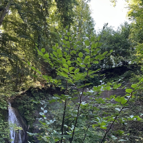 Schauenberg7