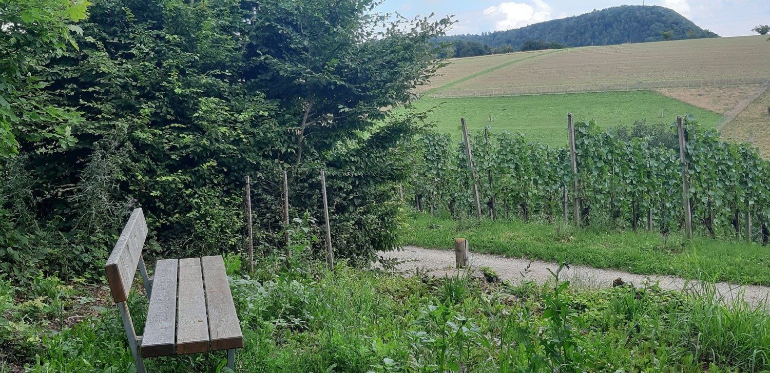 Wilchinger Bänkli